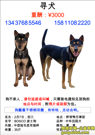 【惠州找狗】，寻找狗狗“家人”波士狗，它是一只非常可爱的宠物狗狗，希望它早日回家，不要变成流浪狗。