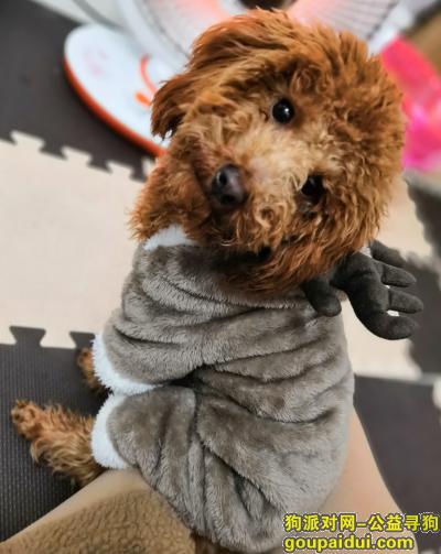 义乌北苑莲塘找棕色贵宾犬，它是一只非常可爱的宠物狗狗，希望它早日回家，不要变成流浪狗。