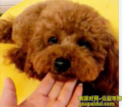 【北京找狗】，求好新人帮忙！北京通州区 广通小区 丢失一只公泰迪！，它是一只非常可爱的宠物狗狗，希望它早日回家，不要变成流浪狗。