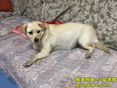 廊坊大厂回族自治县北环路酬谢一千元寻找田园犬，它是一只非常可爱的宠物狗狗，希望它早日回家，不要变成流浪狗。