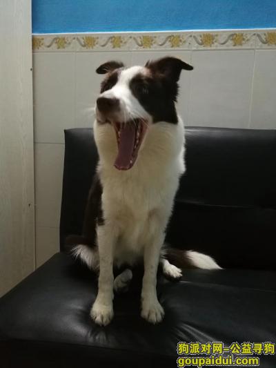【广州找狗】，2019年，大年初七走失的边牧，它是一只非常可爱的宠物狗狗，希望它早日回家，不要变成流浪狗。