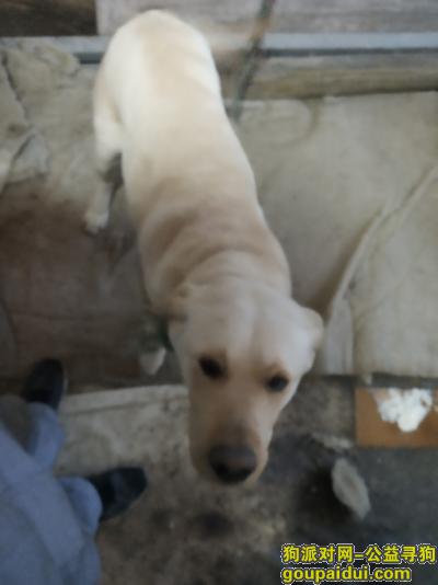捡到拉布拉多犬，2019年，2月19日下午六点半，它是一只非常可爱的宠物狗狗，希望它早日回家，不要变成流浪狗。
