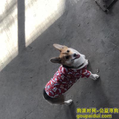 【北京找狗】，寻找三色科基，它是一只非常可爱的宠物狗狗，希望它早日回家，不要变成流浪狗。