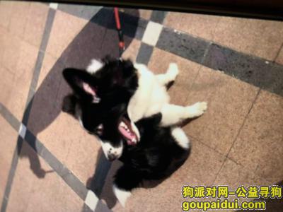 2.18成都金堂黄鹤村附近走失，它是一只非常可爱的宠物狗狗，希望它早日回家，不要变成流浪狗。
