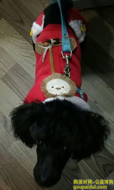 【成都找狗】，温江青泰家园泰迪走失，它是一只非常可爱的宠物狗狗，希望它早日回家，不要变成流浪狗。