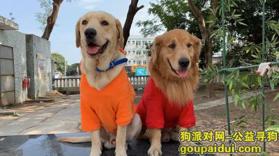 龙华区观湖街道观城社区河西新村门口走失两条狗黄色毛发，它是一只非常可爱的宠物狗狗，希望它早日回家，不要变成流浪狗。