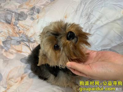 【嘉兴找狗】，西塘，走失10岁爱犬，找回着酬谢5000元，它是一只非常可爱的宠物狗狗，希望它早日回家，不要变成流浪狗。