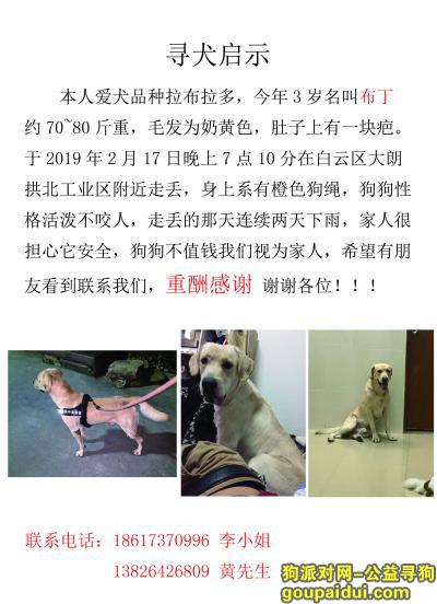 【广州找狗】，寻找爱犬名叫布丁腿比较长，它是一只非常可爱的宠物狗狗，希望它早日回家，不要变成流浪狗。