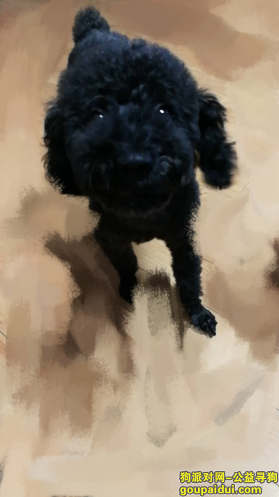 贵阳寻狗网，【寻狗】黑色成年的公泰迪，它是一只非常可爱的宠物狗狗，希望它早日回家，不要变成流浪狗。