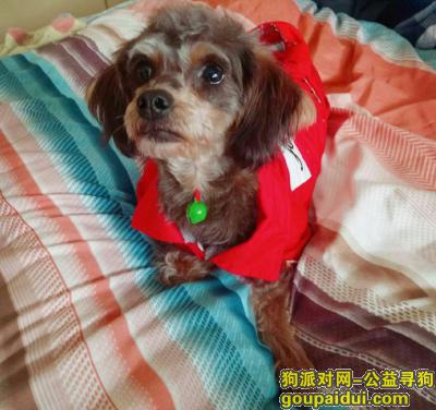 【扬州找狗】，狗狗于2月20日下午五点在如意园北门附近丢失，它是一只非常可爱的宠物狗狗，希望它早日回家，不要变成流浪狗。