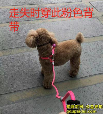 杭州拱墅区方正御星小区酬谢两千元寻找泰迪，它是一只非常可爱的宠物狗狗，希望它早日回家，不要变成流浪狗。