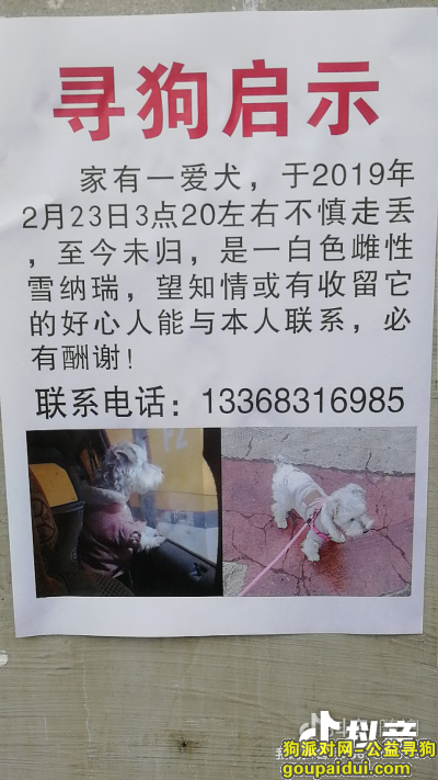 【重庆找狗】，重金寻狗 走失于重庆市冉家坝龙脊广场附近，它是一只非常可爱的宠物狗狗，希望它早日回家，不要变成流浪狗。