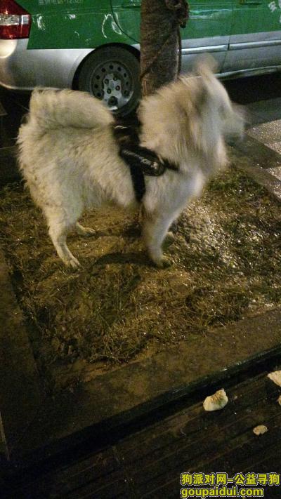 【合肥找狗】，寻找走丢的白色萨摩耶犬，它是一只非常可爱的宠物狗狗，希望它早日回家，不要变成流浪狗。