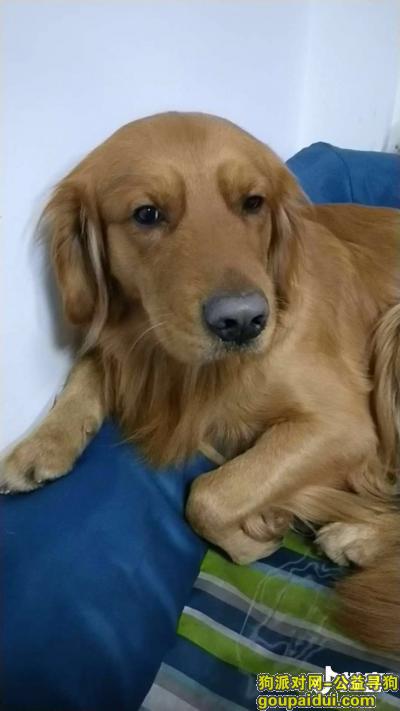 酬谢金一万！2月14晚上7点走失于浦东凌桥菜场附近，它是一只非常可爱的宠物狗狗，希望它早日回家，不要变成流浪狗。