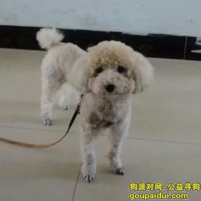 23号下午，江宁中医院对面公园走丢一只狗狗，求帮忙，它是一只非常可爱的宠物狗狗，希望它早日回家，不要变成流浪狗。