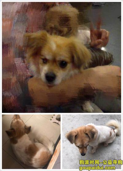 深圳福田寻一黄白相间的串串公狗（右眼失明），它是一只非常可爱的宠物狗狗，希望它早日回家，不要变成流浪狗。