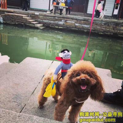 【上海找狗】，上海闵行区杨虹路申虹路酬谢两千元寻找泰迪，它是一只非常可爱的宠物狗狗，希望它早日回家，不要变成流浪狗。
