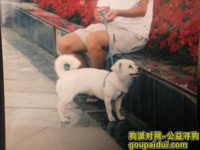 石家庄寻狗白色中等体型，它是一只非常可爱的宠物狗狗，希望它早日回家，不要变成流浪狗。
