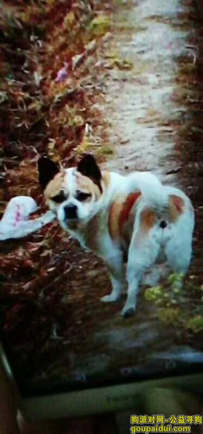 【芜湖找狗】，自家宠物狗丢失，求帮忙，重酬5000！，它是一只非常可爱的宠物狗狗，希望它早日回家，不要变成流浪狗。