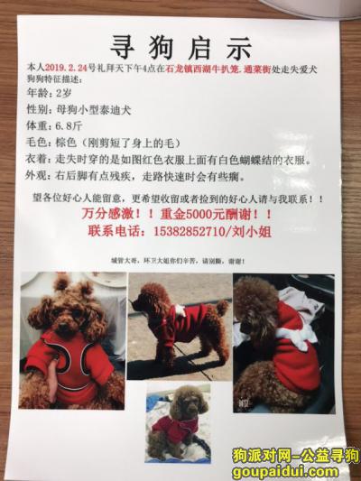 东莞石龙重筹5000寻狗，它是一只非常可爱的宠物狗狗，希望它早日回家，不要变成流浪狗。