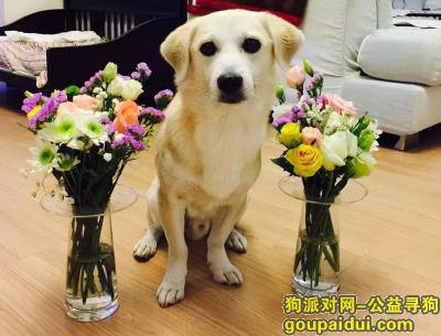 【青岛找狗】，寻中小型浅黄男田园犬，它是一只非常可爱的宠物狗狗，希望它早日回家，不要变成流浪狗。