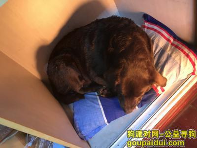 武汉找狗主人，古田路附近捡到一只棕色拉布拉多母犬，它是一只非常可爱的宠物狗狗，希望它早日回家，不要变成流浪狗。