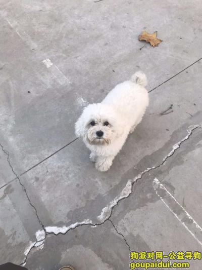 昌邑市郝家城后寻狗启示，它是一只非常可爱的宠物狗狗，希望它早日回家，不要变成流浪狗。