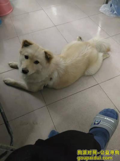 【东莞找狗】，狗狗于2月20日晚上遗失在东莞塘角生态园附近，请求大家多多留意帮忙！！！拜托，它是一只非常可爱的宠物狗狗，希望它早日回家，不要变成流浪狗。