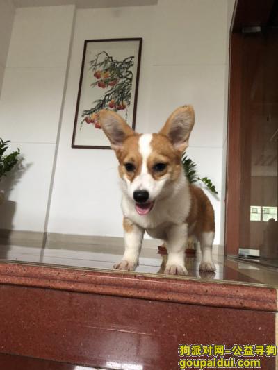 【惠州找狗】，惠州江北找狗 柯基一只，它是一只非常可爱的宠物狗狗，希望它早日回家，不要变成流浪狗。