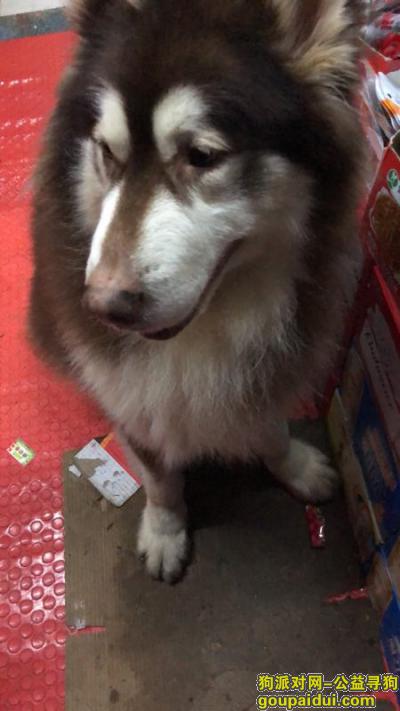 南昌捡到一只阿拉斯加，它是一只非常可爱的宠物狗狗，希望它早日回家，不要变成流浪狗。