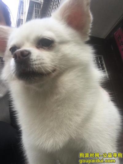 武汉江夏区走丢的狗狗，名字叫么么，它是一只非常可爱的宠物狗狗，希望它早日回家，不要变成流浪狗。
