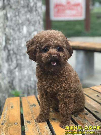 郑州寻狗，天明路绿荫公园丢失咖啡色小泰迪，它是一只非常可爱的宠物狗狗，希望它早日回家，不要变成流浪狗。