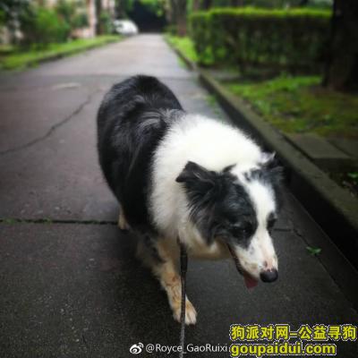 【上海找狗】，边牧 牧狗 黑白灰混色 2月在松江新城区域走丢，它是一只非常可爱的宠物狗狗，希望它早日回家，不要变成流浪狗。