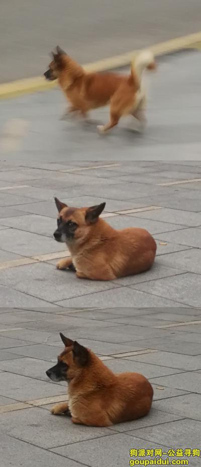 萝岗区科汇金谷走失的黄色小土狗串串寻主人，它是一只非常可爱的宠物狗狗，希望它早日回家，不要变成流浪狗。