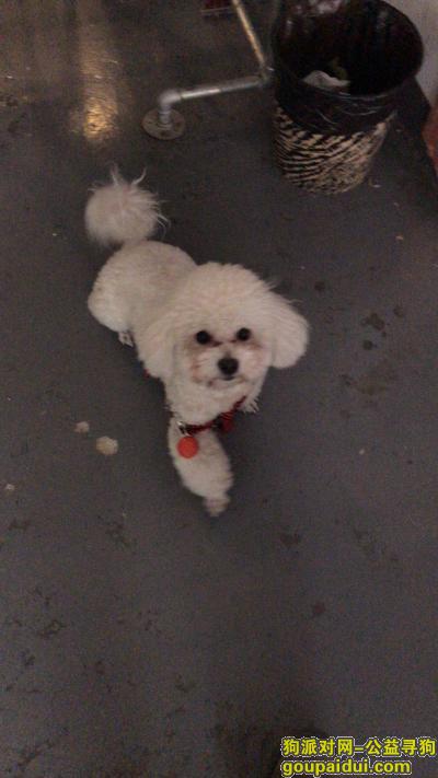 【哈尔滨找狗】，寻狗启示，丢失一只白色比熊，它是一只非常可爱的宠物狗狗，希望它早日回家，不要变成流浪狗。
