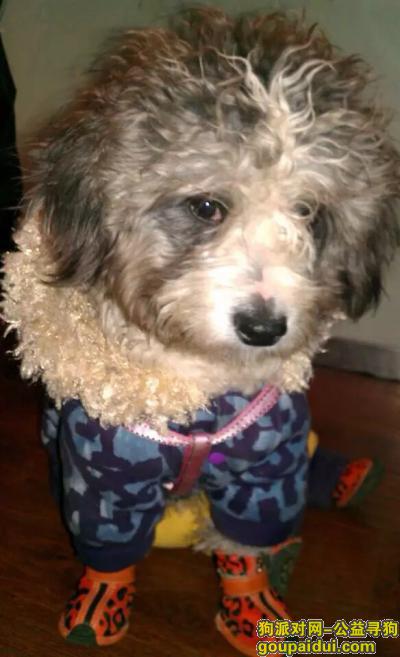 西城区新街口雪纳瑞串串，它是一只非常可爱的宠物狗狗，希望它早日回家，不要变成流浪狗。
