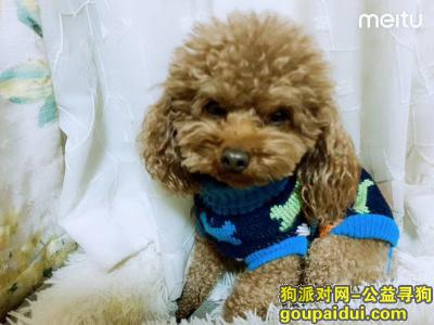 【郑州找狗】，郑州市金水区两千元寻找狗狗，它是一只非常可爱的宠物狗狗，希望它早日回家，不要变成流浪狗。