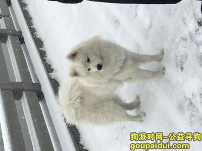 郑州找狗，郑东新区急寻爱犬，请多关注。，它是一只非常可爱的宠物狗狗，希望它早日回家，不要变成流浪狗。