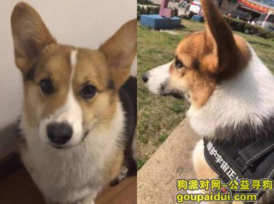 【上海找狗】，上海静安区新城五区门口寻找三色柯基，它是一只非常可爱的宠物狗狗，希望它早日回家，不要变成流浪狗。