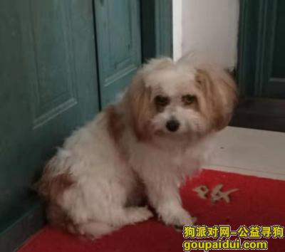 杭州寻狗主人，招领一只流浪狗 朝晖路京都苑，它是一只非常可爱的宠物狗狗，希望它早日回家，不要变成流浪狗。