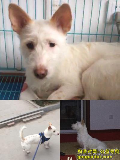 【青岛找狗】，白色背部有黄点的中华田园犬妹妹，它是一只非常可爱的宠物狗狗，希望它早日回家，不要变成流浪狗。
