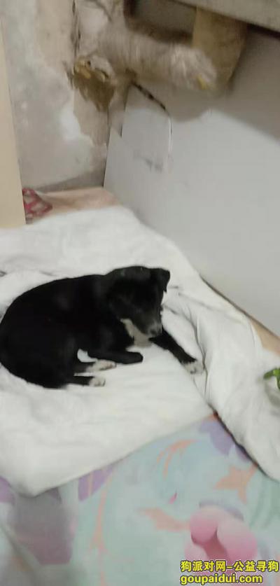 【北京找狗】，东城区天坛南门丢失一只黑色田园犬，它是一只非常可爱的宠物狗狗，希望它早日回家，不要变成流浪狗。