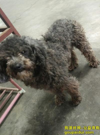 惠州寻狗启示，广东省惠州市博罗县龙溪镇，它是一只非常可爱的宠物狗狗，希望它早日回家，不要变成流浪狗。