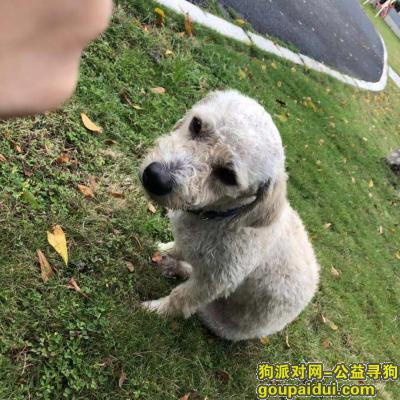 【深圳捡到狗】，深圳福田中心公园捡到一只戴蓝色脖圈的狗狗，它是一只非常可爱的宠物狗狗，希望它早日回家，不要变成流浪狗。