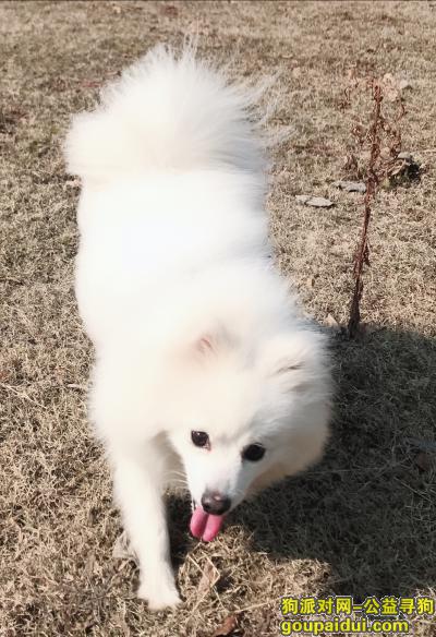 南京找狗，南京市岱山片区寻找纯白银狐犬，它是一只非常可爱的宠物狗狗，希望它早日回家，不要变成流浪狗。