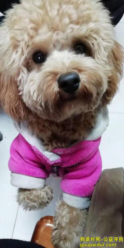 寻狗启示江阴市阳光汽配城，它是一只非常可爱的宠物狗狗，希望它早日回家，不要变成流浪狗。