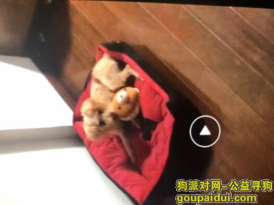 【南京找狗】，南京浦口寻泰迪看到的请联系我必有重谢，它是一只非常可爱的宠物狗狗，希望它早日回家，不要变成流浪狗。