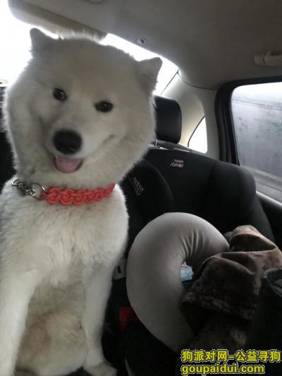 萨摩耶于2019年3月10日上午在华丰路建华路口跑丢，它是一只非常可爱的宠物狗狗，希望它早日回家，不要变成流浪狗。