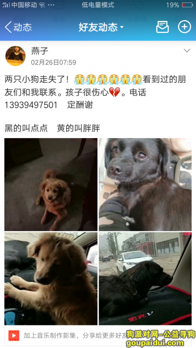 【武汉找狗】，武汉市洪山区李桥四区重金寻找两只狗狗，它是一只非常可爱的宠物狗狗，希望它早日回家，不要变成流浪狗。