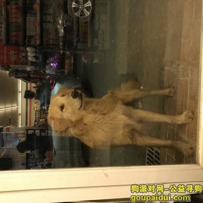 芙蓉区，金毛串串，公，姓名，摇摆，它是一只非常可爱的宠物狗狗，希望它早日回家，不要变成流浪狗。